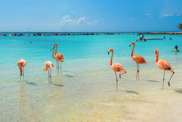 Aruba Appoints Digital Visitor for New Campaign