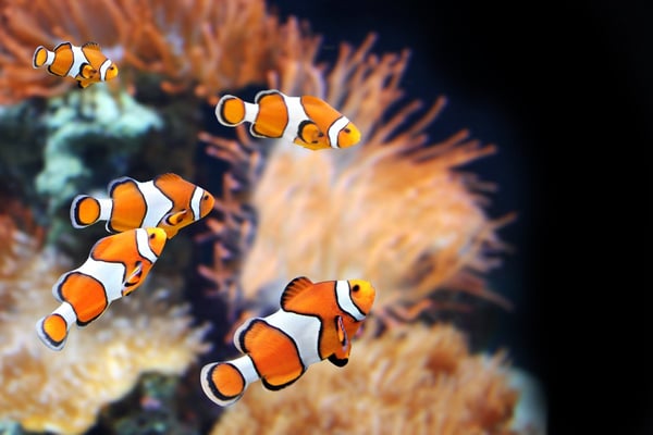 National Marine Aquarium appoints Digital Visitor